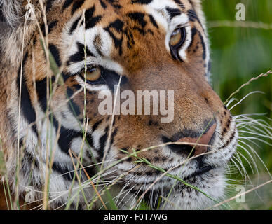 Tiger auf dem Rasen hautnah Kopfschuss Stockfoto