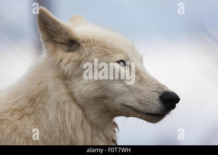 Weißer Wolf hautnah Kopf geschossen Stockfoto