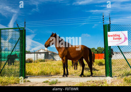 Retuerta Pferd (Equus Ferus Caballus), freigegeben, um in Campanarios de Azaba biologische Reserve, eine Verwilderung Weiden Area Europe, Salamanca, Castilla y Leon, Spanien Stockfoto