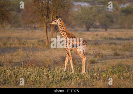 Baby-Masai-Giraffe, Serengeti, Tansania Stockfoto