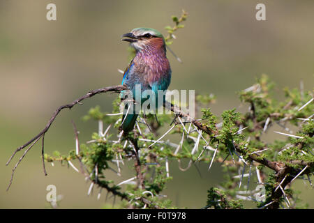Lilac-breasted Roller auf Acacia Zweig Stockfoto