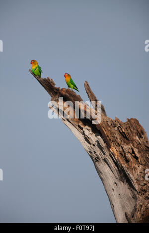 Fischers unzertrennliche an einem Baum stumpf Stockfoto