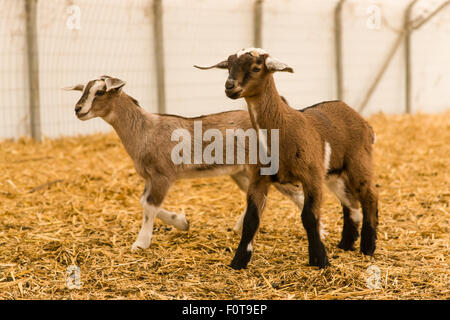 Molkerei-Ziege Kinder in einem kunststoffummantelter Tierheim in Carnation, Washington, USA Stockfoto