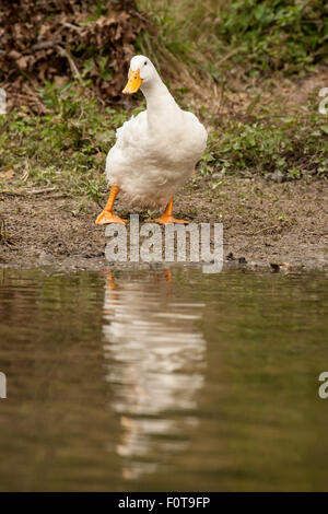 Peking Ente, scheinbar nicht sicher sind, ob in den Teich zu schauen ein wenig wackelig, Hermann Park in Houston, Texas, USA. Stockfoto