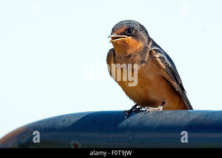 Rauchschwalbe sitzt auf einem Geländer. Stockfoto