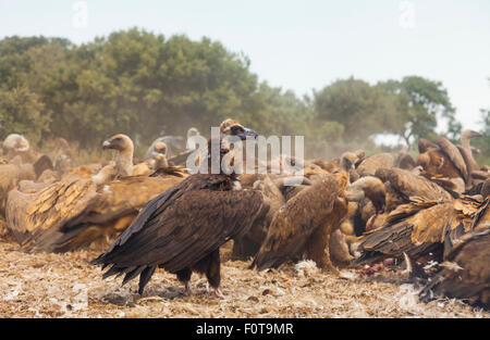 Gänsegeier (abgeschottet Fulvus) und europäischen Mönchsgeier (Aegypius Monachus) in Massen strömen zu ernähren, Campanarios de Azaba biologische Reserve, einen Verwilderung Europa Bereich, Salamanca, Castilla y Leon, Spanien Stockfoto