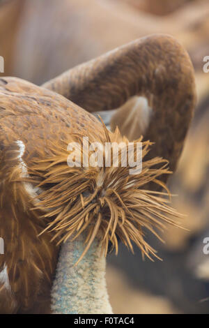 Griffon Vulture (abgeschottet Fulvus) Kopf einziehen, Campanarios de Azaba biologische Reserve, einen Verwilderung Europa Bereich, Salamanca, Castilla y Leon, Spanien Stockfoto