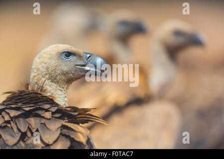 Griffon Vulture (abgeschottet Fulvus) Kopfprofil, Campanarios de Azaba biologische Reserve, eine Verwilderung Area Europe, Salamanca, Castilla y Leon, Spanien Stockfoto