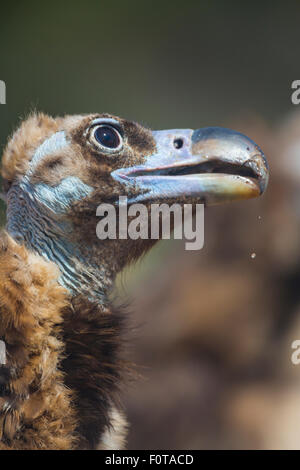 Europäische schwarze Geier (Aegypius Monachus) Kopfprofil, Campanarios de Azaba biologische Reserve, eine Verwilderung Area Europe, Salamanca, Castilla y Leon, Spanien Stockfoto