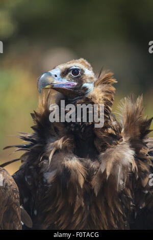 Europäische schwarze Geier (Aegypius Monachus) Porträt, Campanarios de Azaba biologische Reserve, eine Verwilderung Area Europe, Salamanca, Castilla y Leon, Spanien Stockfoto