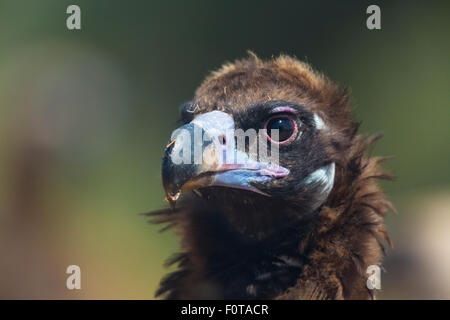 Europäische schwarze Geier (Aegypius Monachus) Kopf Porträt, Campanarios de Azaba biologische Reserve, eine Verwilderung Area Europe, Salamanca, Castilla y Leon, Spanien Stockfoto