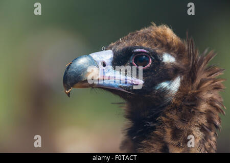 Europäische schwarze Geier (Aegypius Monachus) Kopfprofil, Campanarios de Azaba biologische Reserve, eine Verwilderung Area Europe, Salamanca, Castilla y Leon, Spanien Stockfoto