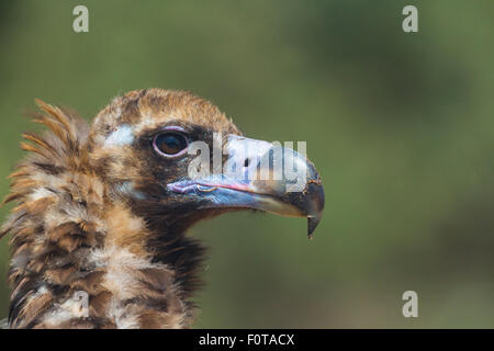 Europäische schwarze Geier (Aegypius Monachus) Kopf Porträt, Campanarios de Azaba biologische Reserve, eine Verwilderung Area Europe, Salamanca, Castilla y Leon, Spanien Stockfoto