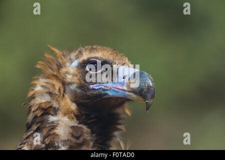 Europäische schwarze Geier (Aegypius Monachus) Kopf Porträt, Campanarios de Azaba biologische Reserve, eine Verwilderung Area Europe, Salamanca, Castilla y Leon, Spanien Stockfoto