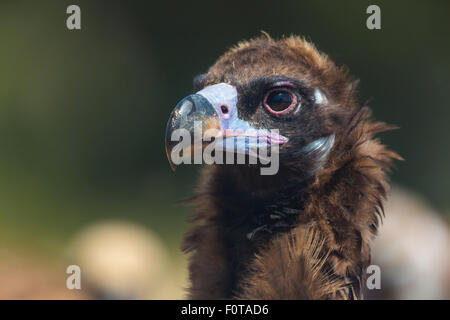 Europäische schwarze Geier (Aegypius Monachus) Kopf Porträt, Campanarios de Azaba biologische Reserve, eine Verwilderung Area Europe, Salamanca, Castilla y Leon, Spanien Stockfoto