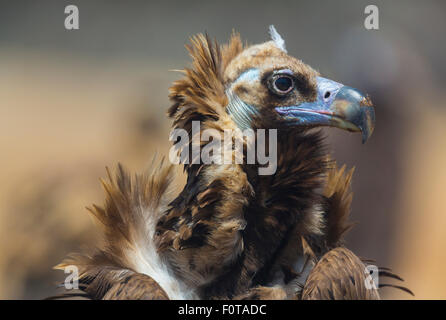 Europäische schwarze Geier (Aegypius Monachus) Kopfprofil, Campanarios de Azaba biologische Reserve, eine Verwilderung Area Europe, Salamanca, Castilla y Leon, Spanien Stockfoto