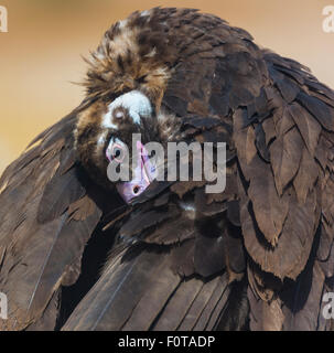 Europäische Mönchsgeier (Aegypius Monachus) putzen, Campanarios de Azaba biologische Reserve, eine Verwilderung Area Europe, Salamanca, Castilla y Leon, Spanien Stockfoto