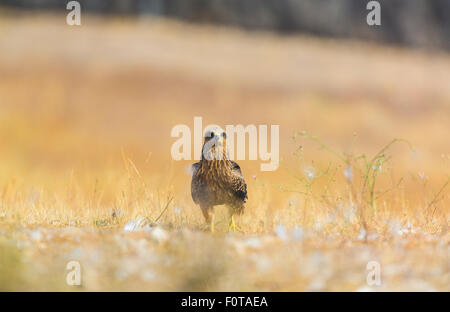 Schwarzmilan (Milvus Migrans) auf Boden, Campanarios de Azaba biologische Reserve, eine Verwilderung Area Europe, Salamanca, Castilla y Leon, Spanien Stockfoto