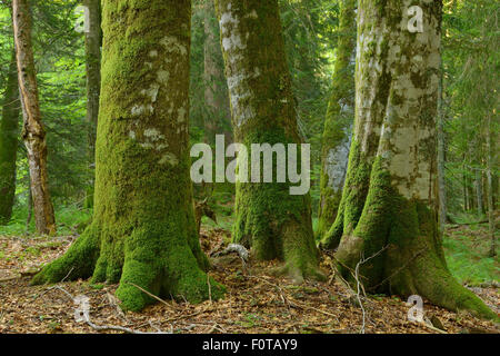 Tanne (Abies sp), Buche (Fagus Silvatica) und Fichte (Picea Abies) unberührten Urwald in speziellen Waldreservat, Naturpark Velebit, Verwilderung Europa Region Velebit-Gebirge, Kroatien, Juni 2012 Stockfoto