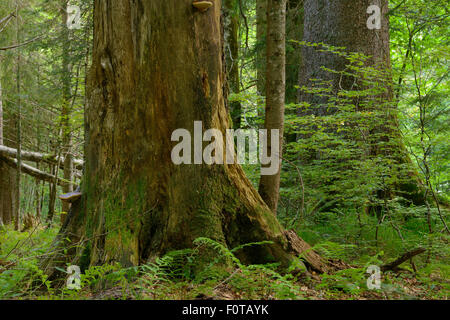 Tanne (Abies sp), Buche (Fagus Silvatica) und Fichte (Picea Abies) unberührten Urwald in speziellen Waldreservat, Naturpark Velebit, Verwilderung Europa Region Velebit-Gebirge, Kroatien, Juni 2012 Stockfoto