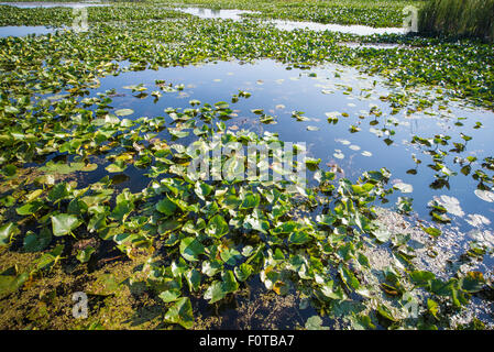 Sumpfgebiet in Point Pelee National Park, Ontario, Kanada Stockfoto