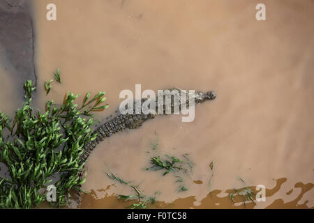 Ein großes Krokodil liegt regungslos im seichten schlammigen Wasser eines Flusses neben den grasbewachsenen Böschung. Stockfoto