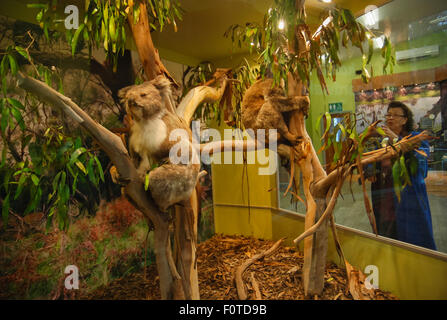 Diorama des südlichen Koala Leben bei Koala Conservation Center. Melbourne, Victoria, Australien. Stockfoto