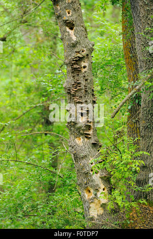 Esche (Fraxinus Excelsior) Baumstamm mit Halterung Pilze auf Rinde und Löcher durch Spechte. Letea Wald streng geschützte Naturreservat, Delta Verwilderung Donauraum, Rumänien Stockfoto