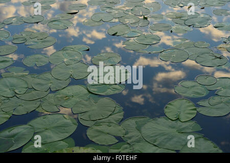 Gelbe Seerosen (Teichrosen Lutea) Seerosen, Danube Delta Verwilderung Fläche, Rumänien Stockfoto