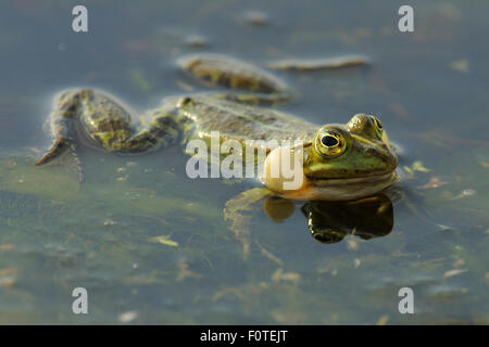 Pool-Frosch (Rana Lessonae) entfremdet an Oberfläche, Delta Verwilderung Donauraum, Rumänien Stockfoto