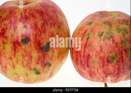 Bittere Grube Symptome auf Äpfel Stockfoto