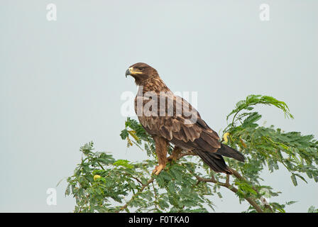 Das Bild wurde aufgenommen in der Nähe von Bhuj in Kutch, Gujarat, Indien Stockfoto