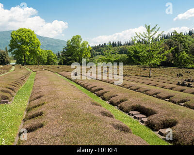 Die deutschen militärischen Friedhof von Costermano befindet sich in einer hügeligen Gegend am östlichen Ufer des Gardasees in der Gemeinde Stockfoto