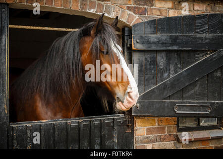 Dunkle braune Pferd aus Stall Stockfoto