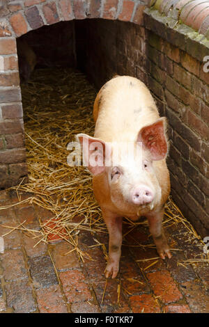 Schwein in einem traditionellen Ziegel gebaut-Schwein-Stall Stockfoto