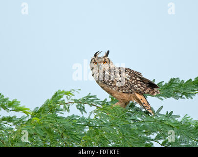 Das Bild wurde aufgenommen in der Nähe von Bhuj in Kutch, Gujarat, Indien Stockfoto