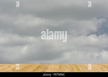 Stoppelfeld nach geernteten Getreide und bewölktem Himmel bilden. Gräser im Feld Bild unten im Mittelpunkt. Stockfoto