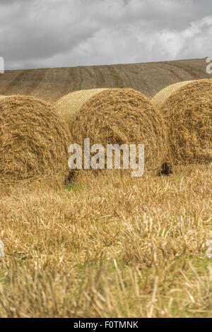 Heu-/Strohballen und stoppel Feld nach der geernteten Getreide. Fokus auf der Vorderseite der Ballen. Metapher Ernährungssicherheit/Anbau von Nahrungsmitteln, landwirtschaftlichen Subventionen. Stockfoto