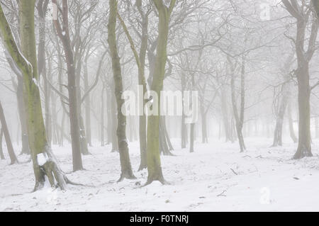 Magische nebligen Wäldern im Winter. Blick durch Platanen in einem englischen Waldgebiet. Stockfoto