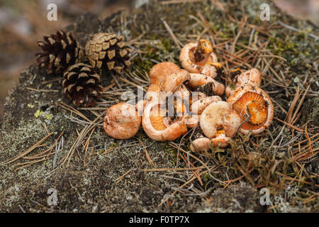 Frisch gepflückten Pilzen (Lactarius Deliciosus, Safran-Milch-Kappen) Stockfoto