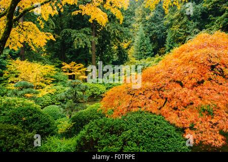 Japanischer Garten im Herbst mit japanischen Ahorn unter verschiedenen Sträuchern und Bäumen Stockfoto