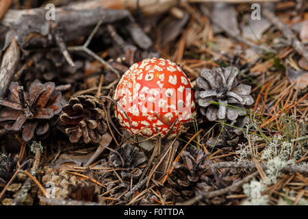 Amanita Muscaria (Fliegenpilz) im Wald Stockfoto