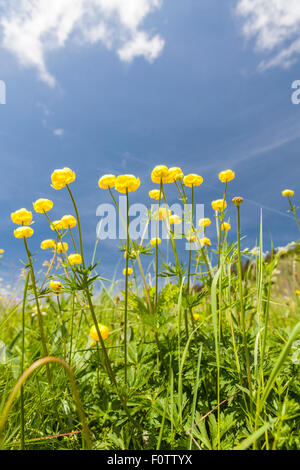 Globefower - Trollblume Europaeus - Parc Naturel De La Chartreuse, Savoie, Rhône-Alpes, Frankreich Stockfoto