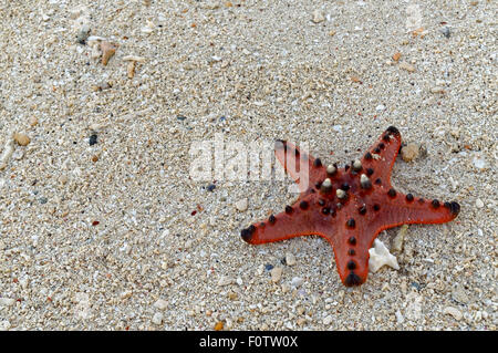 Ein sieben-Zoll-Toten Seestern auf dem Sand. Ein hübschen Seestern liegt am Strand. Dutzende davon finden Sie herum, und vieles mehr Stockfoto