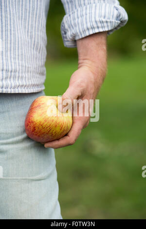 Gärtner Hand hält einen Apfel essen Stockfoto