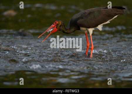 Schwarzstorch (Ciconia Nigra) Fütterung, Arda Fluss Tal, Madzharovo, östlichen Rhodopen, Bulgarien, Mai. Stockfoto