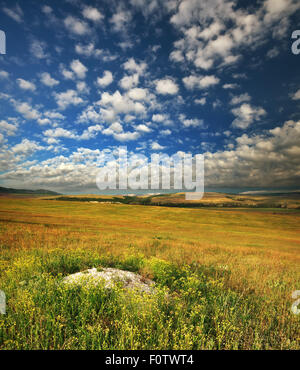 Frühling Blüte Feld in den Bergen. Natur-Zusammensetzung Stockfoto
