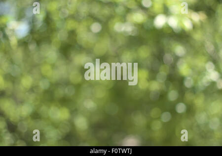 Grüne Bokeh Hintergrund. Element des Designs. Stockfoto