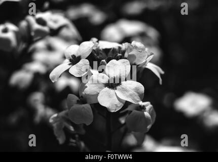 Weiß blühenden Arabis. Blumen im Garten Stockfoto