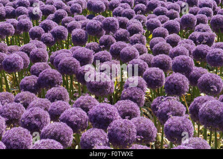 Allium 'Globemaster' Kreuzung zwischen Allium Christophii A. und macleanii.nursery, Egmond Aan Den Hoef, Niederlande Stockfoto